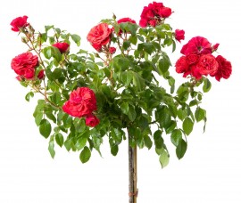 Trandafir copacel  Cherry Girl Rna